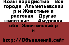 Козы породистые - Все города, Альметьевский р-н Животные и растения » Другие животные   . Амурская обл.,Завитинский р-н